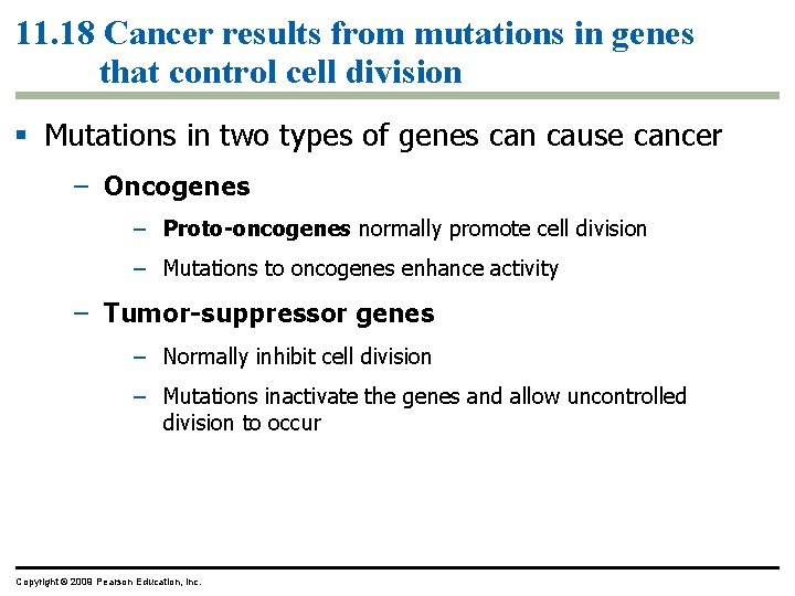 11. 18 Cancer results from mutations in genes that control cell division Mutations in