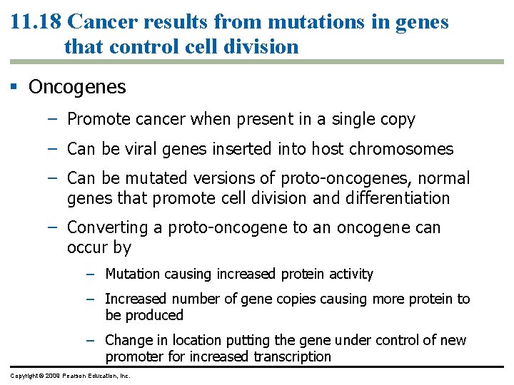 11. 18 Cancer results from mutations in genes that control cell division Oncogenes –