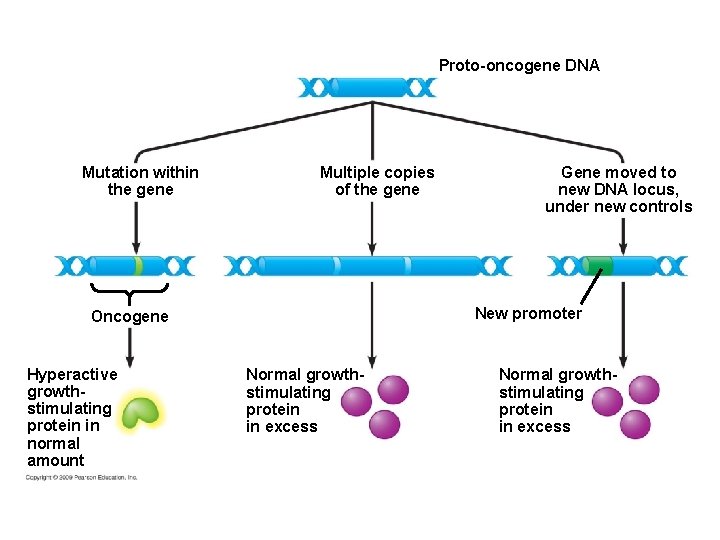 Proto-oncogene DNA Mutation within the gene Multiple copies of the gene New promoter Oncogene