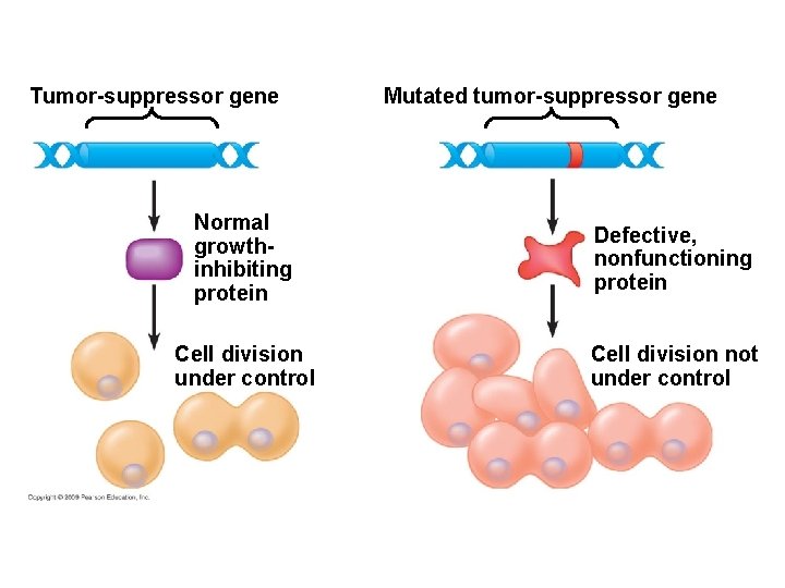 Tumor-suppressor gene Mutated tumor-suppressor gene Normal growthinhibiting protein Defective, nonfunctioning protein Cell division under