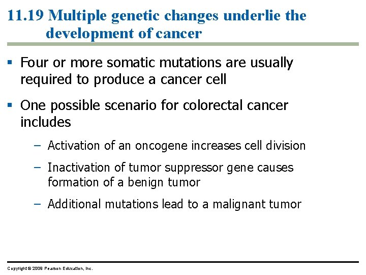 11. 19 Multiple genetic changes underlie the development of cancer Four or more somatic