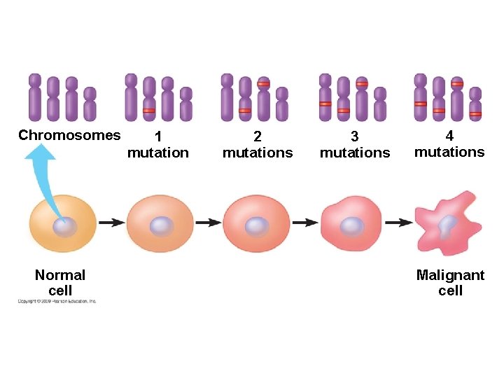 Chromosomes Normal cell 1 mutation 2 mutations 3 mutations 4 mutations Malignant cell 