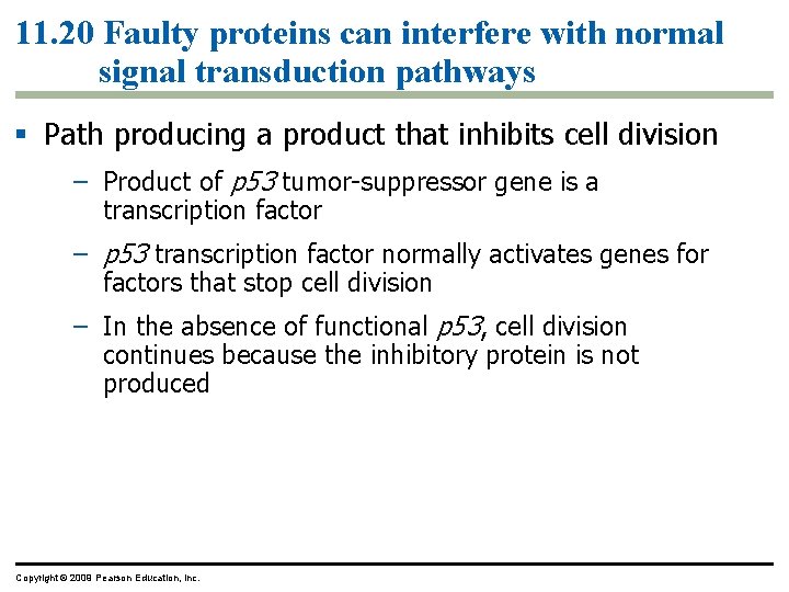 11. 20 Faulty proteins can interfere with normal signal transduction pathways Path producing a