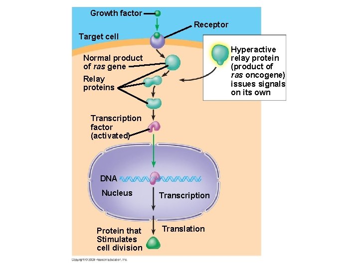 Growth factor Receptor Target cell Hyperactive relay protein (product of ras oncogene) issues signals