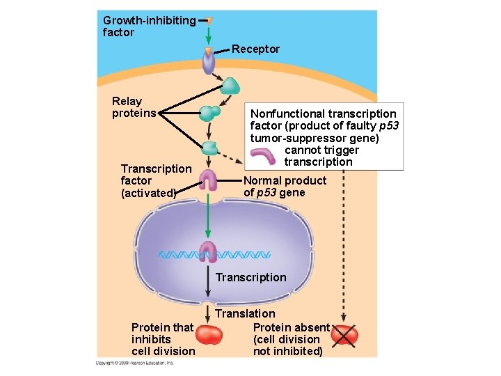 Growth-inhibiting factor Receptor Relay proteins Transcription factor (activated) Nonfunctional transcription factor (product of faulty