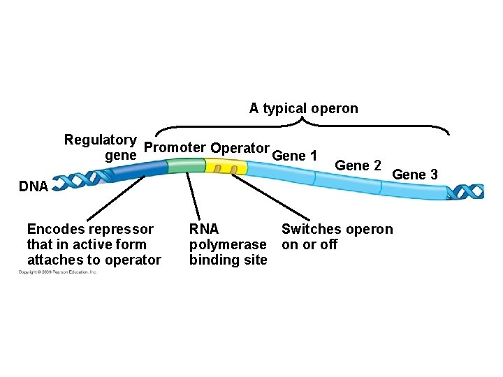 A typical operon Regulatory Promoter Operator gene Gene 1 DNA Encodes repressor that in