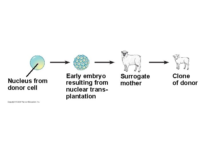 Nucleus from donor cell Early embryo resulting from nuclear transplantation Surrogate mother Clone of