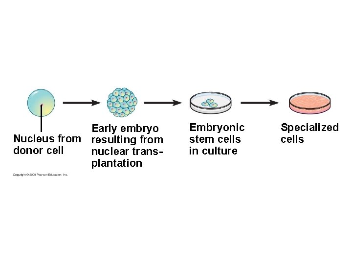 Early embryo Nucleus from resulting from donor cell nuclear transplantation Embryonic stem cells in