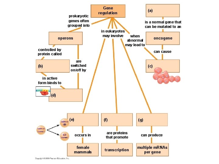 prokaryotic genes often grouped into Gene regulation is a normal gene that can be