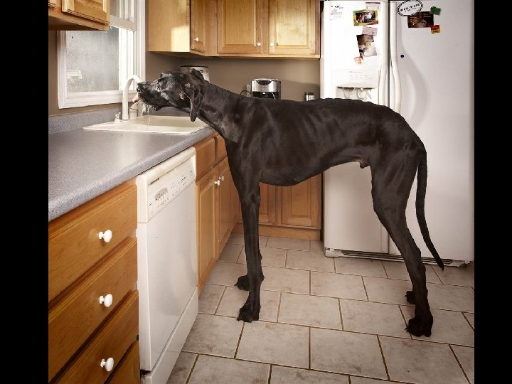 Zeus, le plus grand chien du monde qui engloutit 14 kilos de viande par
