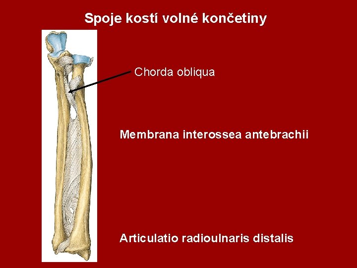 Spoje kostí volné končetiny Chorda obliqua Membrana interossea antebrachii Articulatio radioulnaris distalis 