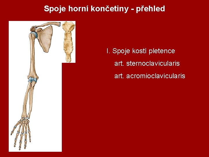 Spoje horní končetiny - přehled I. Spoje kostí pletence art. sternoclavicularis art. acromioclavicularis 