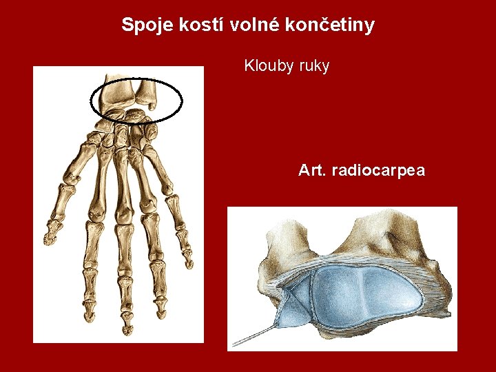 Spoje kostí volné končetiny Klouby ruky Art. radiocarpea 