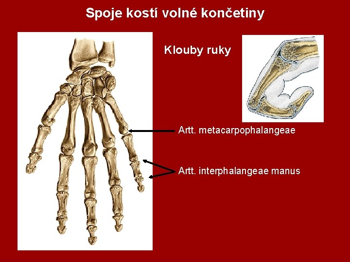 Spoje kostí volné končetiny Klouby ruky Artt. metacarpophalangeae Artt. interphalangeae manus 