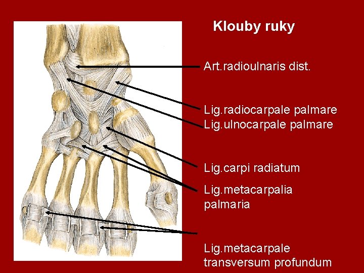 Klouby ruky Art. radioulnaris dist. Lig. radiocarpale palmare Lig. ulnocarpale palmare Lig. carpi radiatum