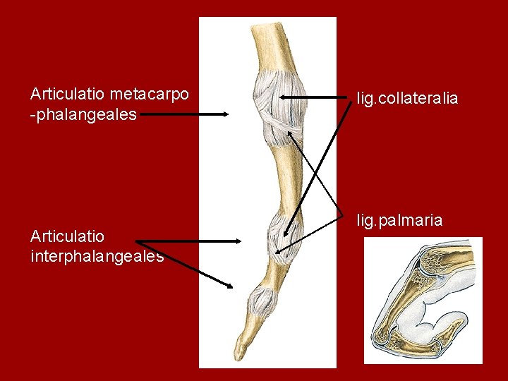 Articulatio metacarpo -phalangeales Articulatio interphalangeales lig. collateralia lig. palmaria 