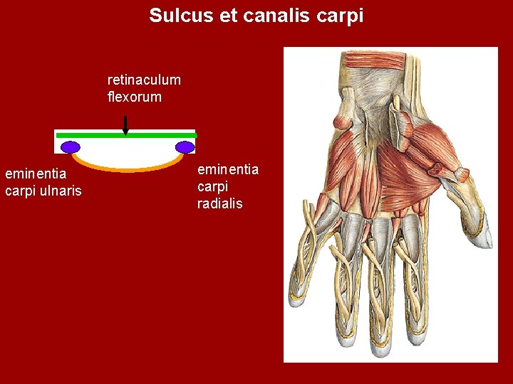Sulcus et canalis carpi retinaculum flexorum eminentia carpi ulnaris eminentia carpi radialis 