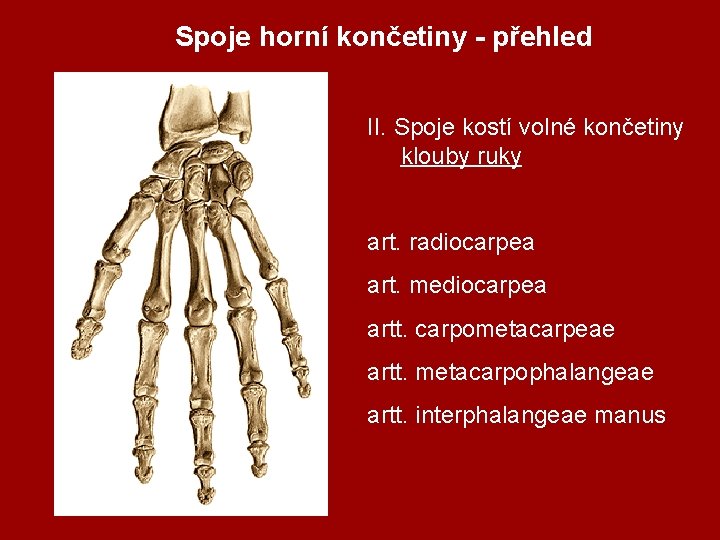 Spoje horní končetiny - přehled II. Spoje kostí volné končetiny klouby ruky art. radiocarpea