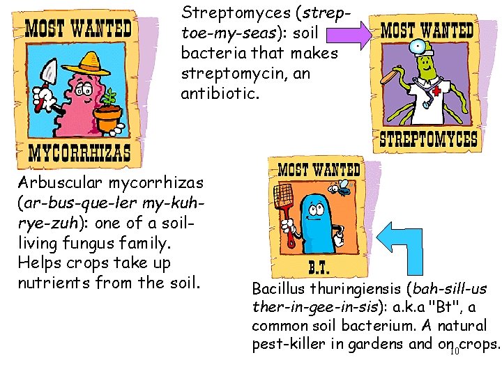 Streptomyces (streptoe-my-seas): soil bacteria that makes streptomycin, an antibiotic. Arbuscular mycorrhizas (ar-bus-que-ler my-kuhrye-zuh): one