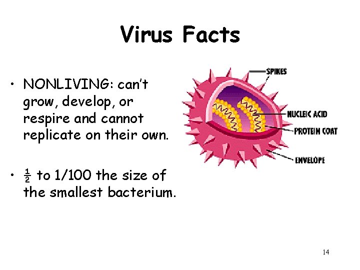 Virus Facts • NONLIVING: can’t grow, develop, or respire and cannot replicate on their