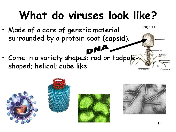 What do viruses look like? • Made of a core of genetic material surrounded