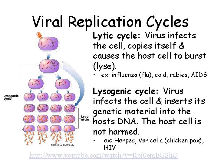 Viral Replication Cycles Lytic cycle: Virus infects the cell, copies itself & causes the