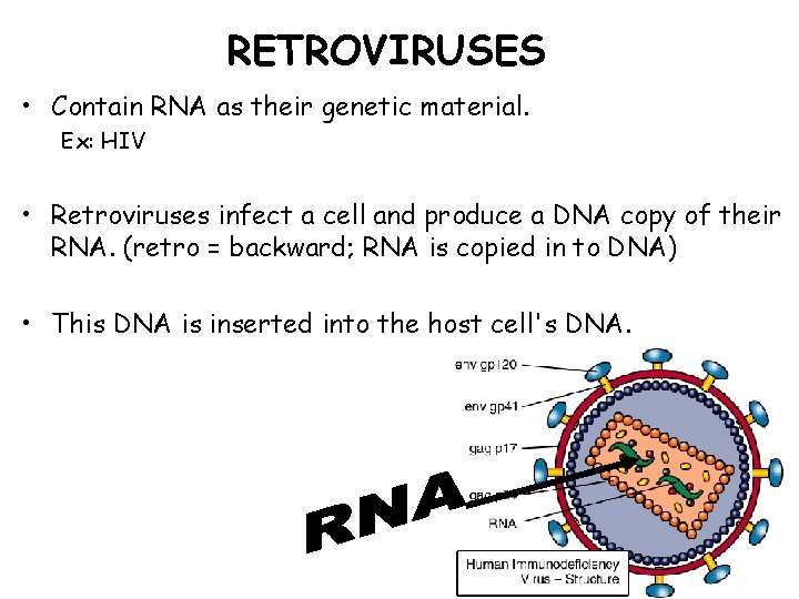 RETROVIRUSES • Contain RNA as their genetic material. Ex: HIV • Retroviruses infect a