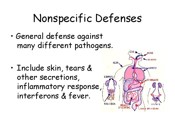 Nonspecific Defenses • General defense against many different pathogens. • Include skin, tears &