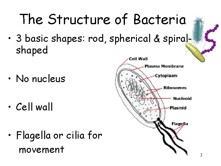 The Structure of Bacteria • 3 basic shapes: rod, spherical & spiralshaped • No