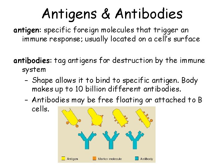 Antigens & Antibodies antigen: specific foreign molecules that trigger an immune response; usually located