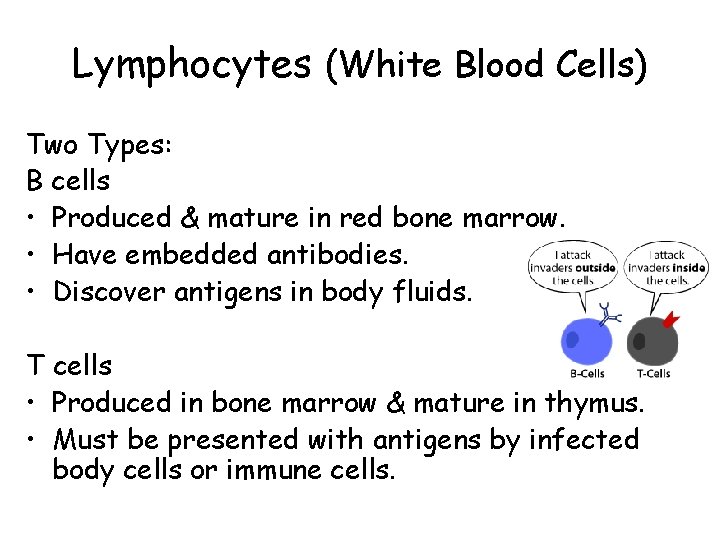 Lymphocytes (White Blood Cells) Two Types: B cells • Produced & mature in red