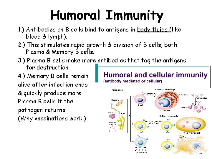Humoral Immunity 1. ) Antibodies on B cells bind to antigens in body fluids