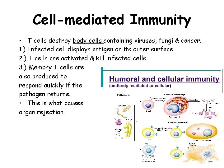 Cell-mediated Immunity • T cells destroy body cells containing viruses, fungi & cancer. 1.