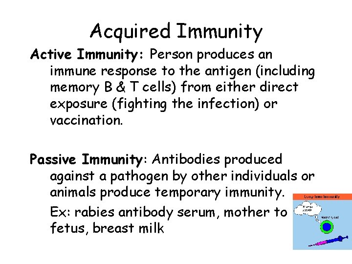 Acquired Immunity Active Immunity: Person produces an immune response to the antigen (including memory