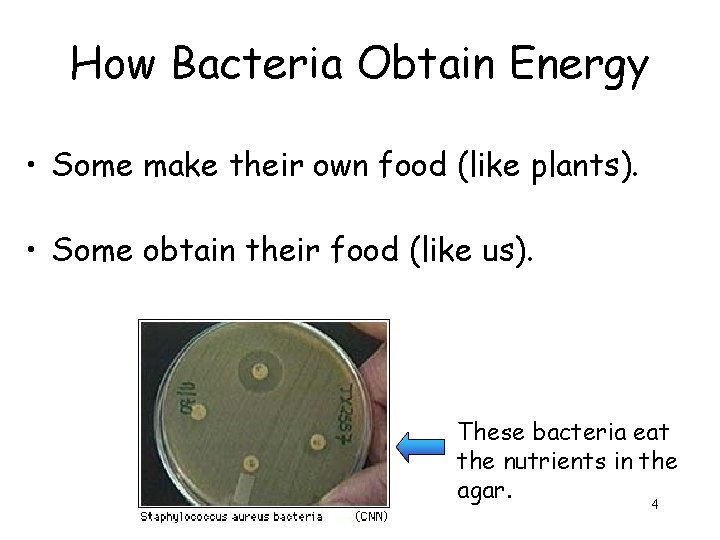 How Bacteria Obtain Energy • Some make their own food (like plants). • Some