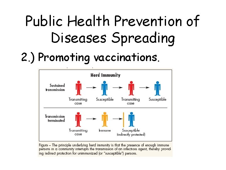 Public Health Prevention of Diseases Spreading 2. ) Promoting vaccinations. • Herd Immunity 