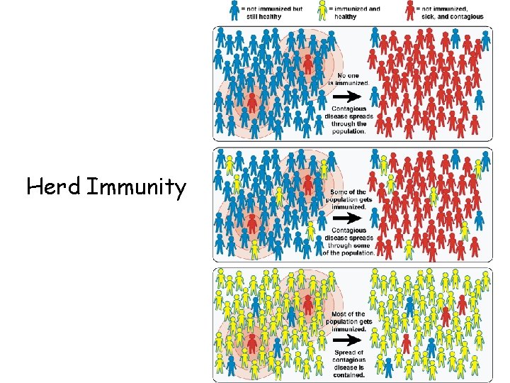 Herd Immunity 