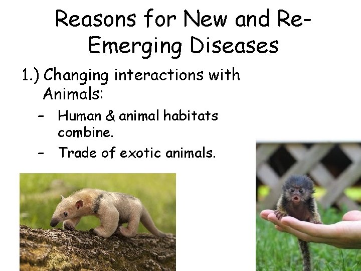 Reasons for New and Re. Emerging Diseases 1. ) Changing interactions with Animals: –