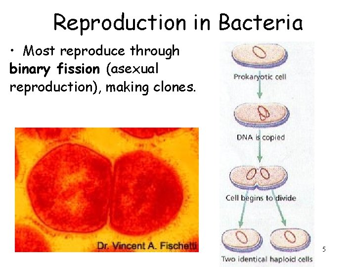 Reproduction in Bacteria • Most reproduce through binary fission (asexual reproduction), making clones. 5
