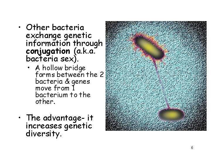  • Other bacteria exchange genetic information through conjugation (a. k. a. bacteria sex).