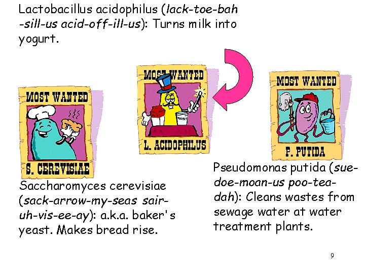 Lactobacillus acidophilus (lack-toe-bah -sill-us acid-off-ill-us): Turns milk into yogurt. Saccharomyces cerevisiae (sack-arrow-my-seas sairuh-vis-ee-ay): a.