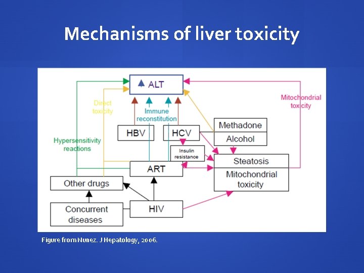 Mechanisms of liver toxicity Figure from Nunez. J Hepatology, 2006. Mechanisms of liver toxicity Figure from Nunez. J Hepatology, 2006.