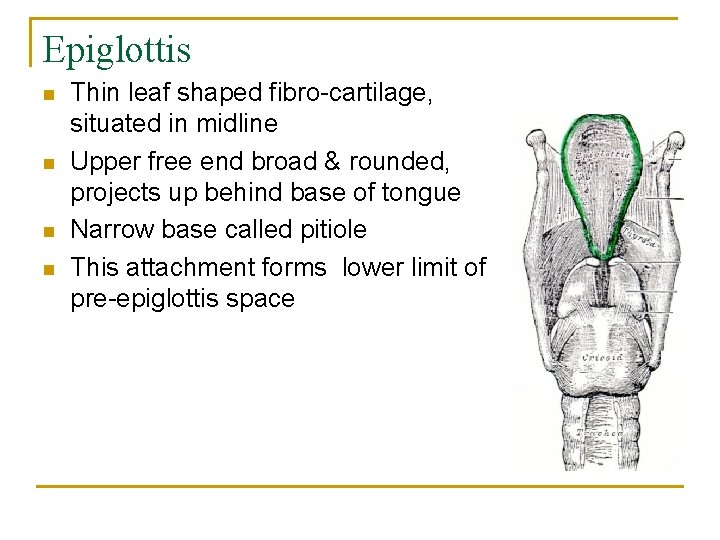 Epiglottis n n Thin leaf shaped fibro-cartilage, situated in midline Upper free end broad