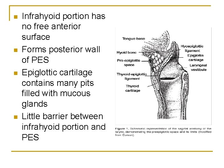 n n Infrahyoid portion has no free anterior surface Forms posterior wall of PES