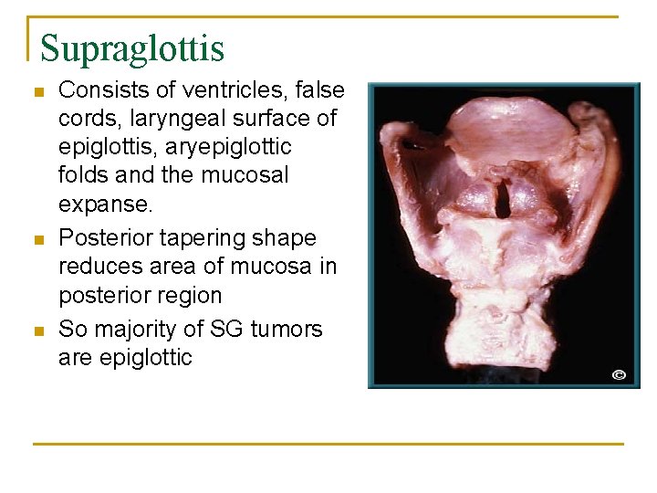 Supraglottis n n n Consists of ventricles, false cords, laryngeal surface of epiglottis, aryepiglottic