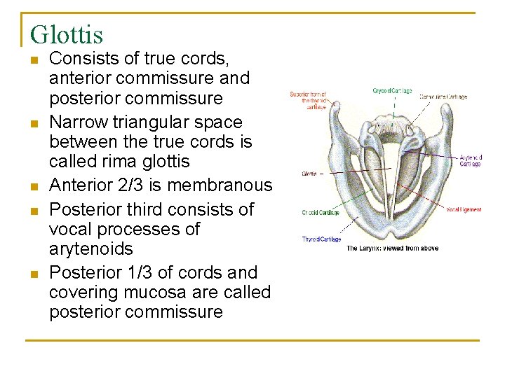 Glottis n n n Consists of true cords, anterior commissure and posterior commissure Narrow