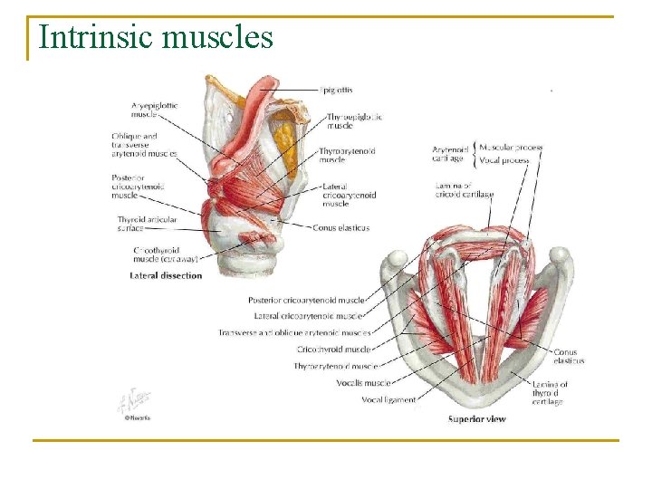 Intrinsic muscles 