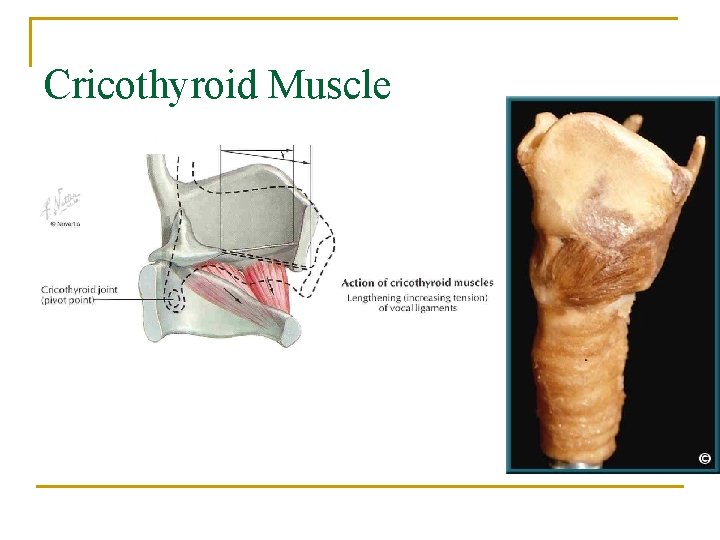 Cricothyroid Muscle 