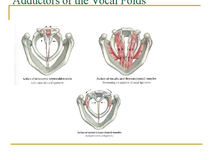 Adductors of the Vocal Folds 