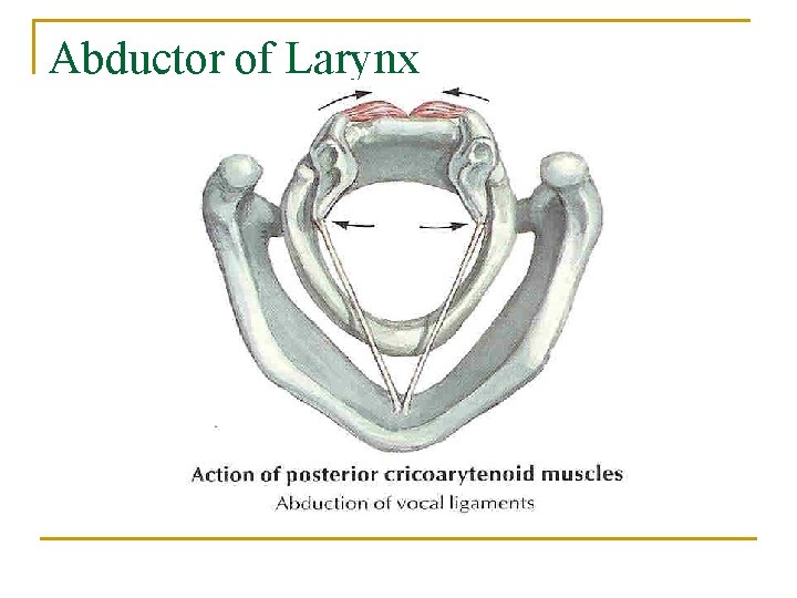 Abductor of Larynx 